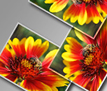 CSS3 Rotationen im IE